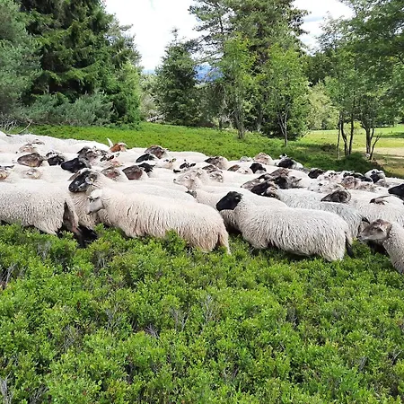 מלון & Edelweiss